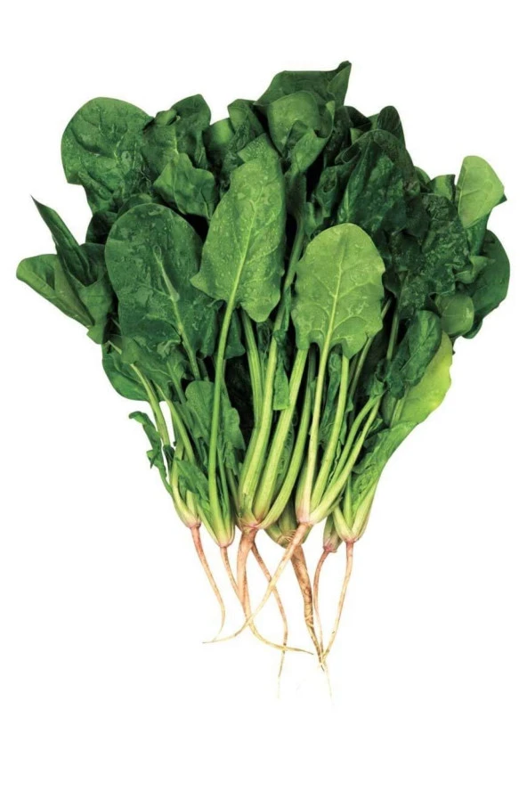 AGRODAL TARIM Ata Tohumu Yerli Doğal Geniş Yaprak Ispanak Tohumu 100 Ad. Sebze Tohumu ürün görseli