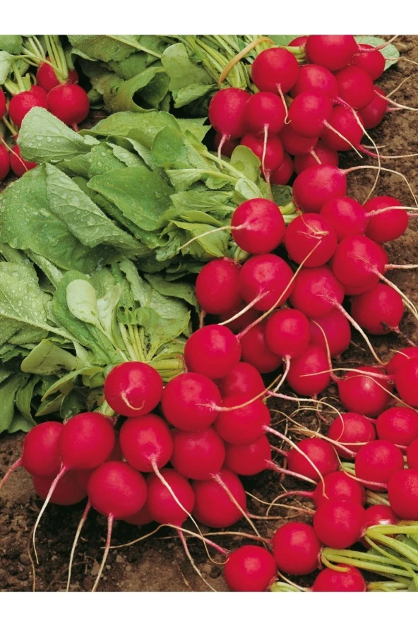 AGRODAL TARIM Ata Tohumu Yerli Doğal Ufak Antep Turpu 100 Ad. Sebze Tohumu ürün görseli