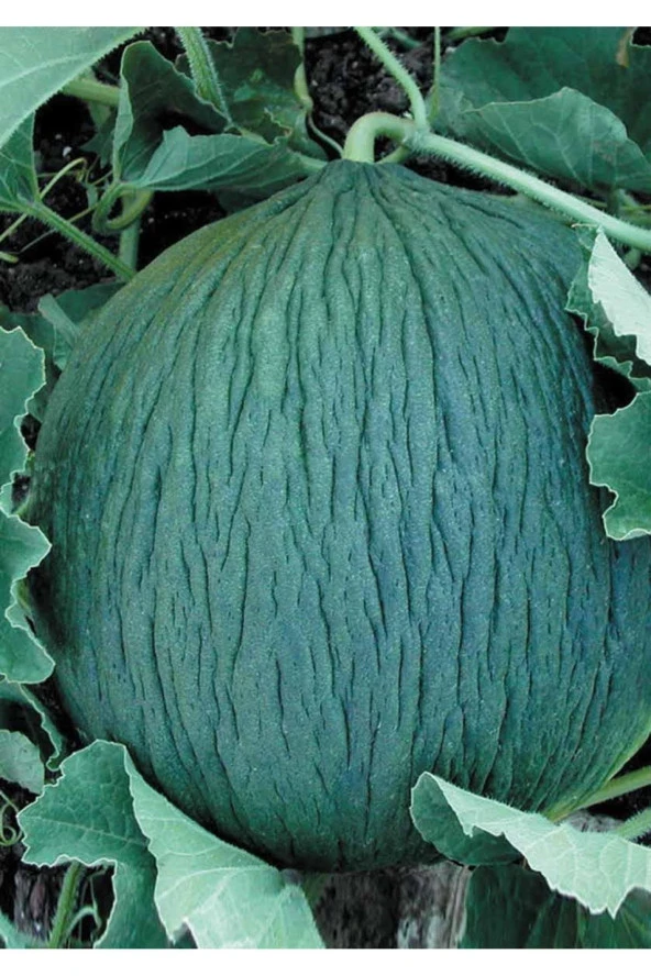 AGRODAL TARIM Ata Tohumu Yerli Doğal Kışlık Ankara Kavunu Hasanbey 100 Ad. Sebze Tohumu ürün görseli