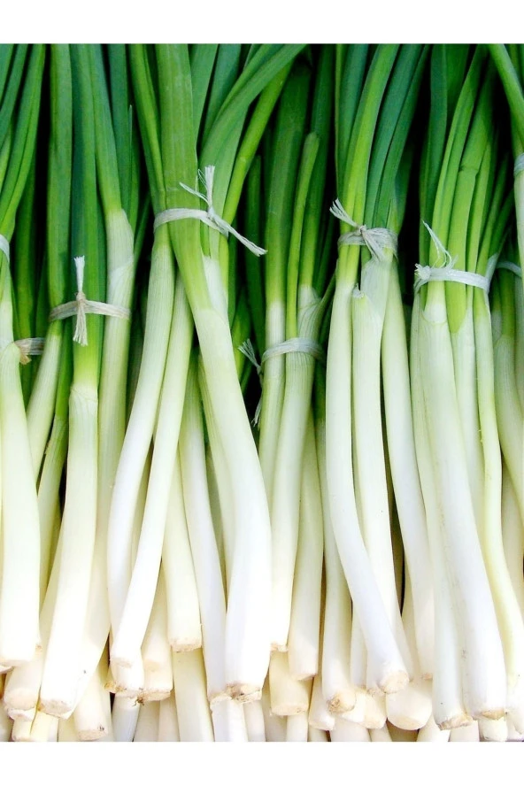 AGRODAL TARIM Ata Tohumu Doğal Taze Yerli Yeşil Soğan Tohumu Zümrüt 100 Ad. Tohum ürün görseli