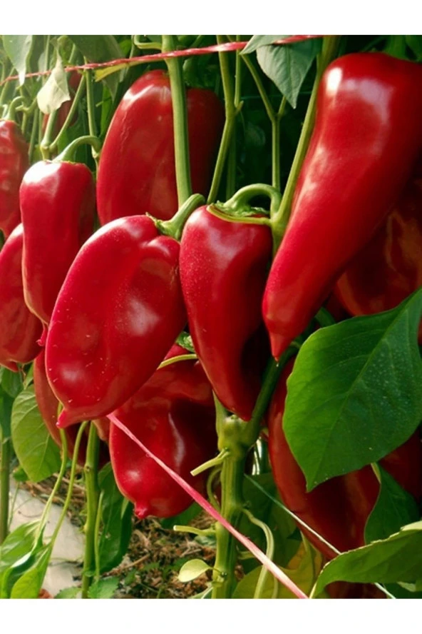 AGRODAL TARIM Ata Tohumu Yerli Doğal Tatlı Yağlık Biber Tohumu Firuze 100 Ad. Sebze Tohumu ürün görseli