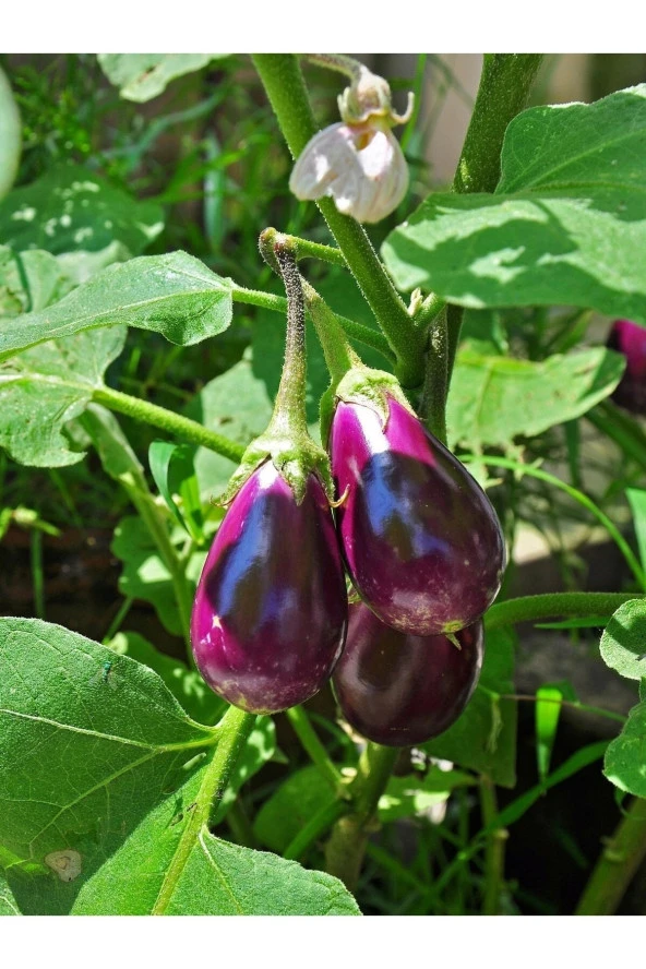 AGRODAL TARIM Ata Tohumu Yerli Doğal Patlıcan Antep Dolma 100 Ad. Sebze Tohumu ürün görseli