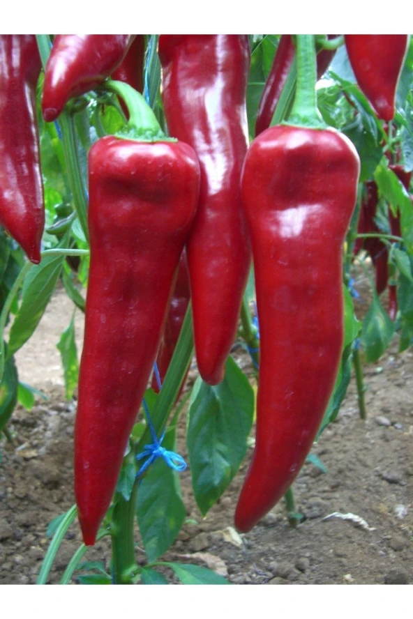 AGRODAL TARIM Ata Tohumu Yerli Doğal Tatlı Yağlık Kapya Biberi Tohumu Akgen 100 Ad. Sebze Tohumu ürün görseli