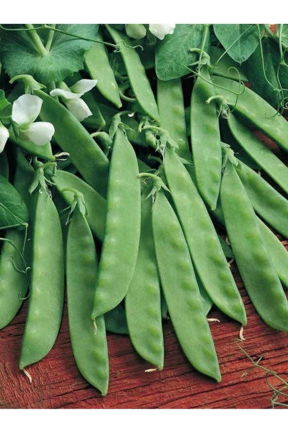 AGRODAL TARIM Ata Tohumu Yerli Doğal Yaprak Bezelye Tohumu 50 Ad. Sebze Tohumu ürün görseli