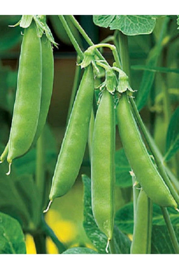 AGRODAL TARIM Ata Tohumu Yerli Doğal Bezelye Tohumu 50 Ad. Sebze Tohumu ürün görseli