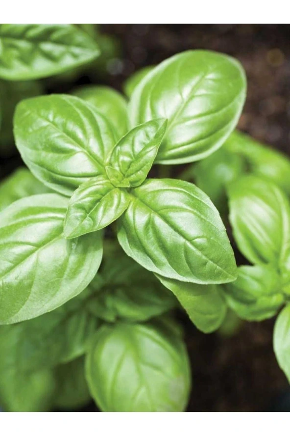 AGRODAL TARIM Ata Tohumu Yerli Doğal Fesleğen Yeşil Reyhan 1000 Ad. Sebze Tohumu ürün görseli