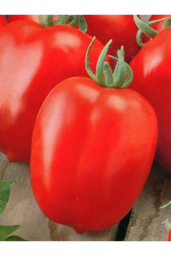 AGRODAL TARIM Ata Tohumu Yerli Doğal Sanayi Tipi Oturak Bursa Domatesi 100 Ad. Sebze Tohumu ürün görseli