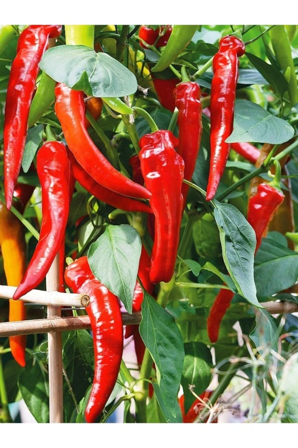 AGRODAL TARIM Ata Tohumu Yerli Doğal Acı Hatay Sivri Biberi Tohumu 100 Ad. Sebze Tohumu ürün görseli