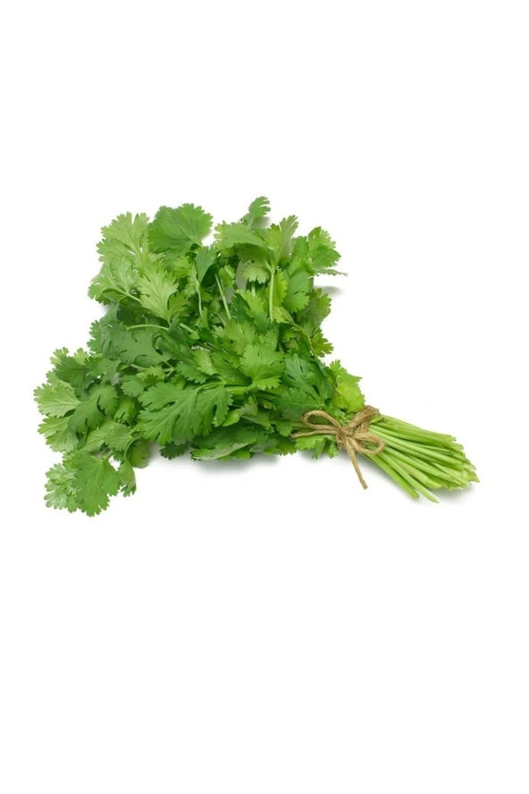 AGRODAL TARIM Ata Tohumu Yerli Doğal Kişniş Otu Yöresel Aşotu Tohumu 500 Ad Sebze Tohumu - Resim 2