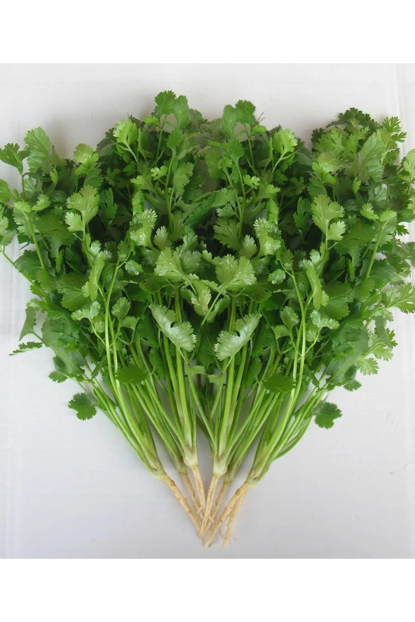 AGRODAL TARIM Ata Tohumu Yerli Doğal Kişniş Otu Yöresel Aşotu Tohumu 500 Ad Sebze Tohumu - Resim 3