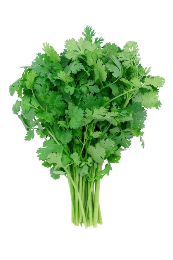 AGRODAL TARIM Ata Tohumu Yerli Doğal Kişniş Otu Yöresel Aşotu Tohumu 500 Ad Sebze Tohumu - Resim 4