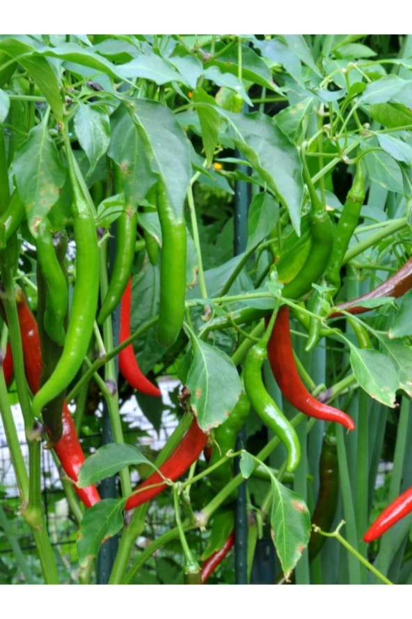 ERDEM GARDEN Doğal Turşuluk Acı Cin Biberi Aşağıbakan Sebze Tohumu 100 Ad. Yerli Tohum ürün görseli