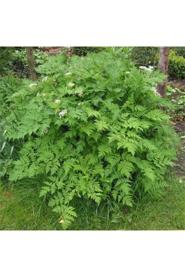 AGRODAL TARIM Doğal Frenk Maydanozu Kıvırcık Maydanoz 500 Ad Tohum - Resim 3