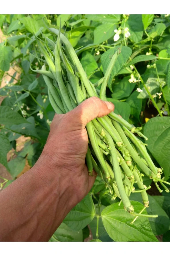 ERDEM GARDEN Doğal Oturak Yeşil Fasulye Sarıkız (ZEHRA) Sebze Tohumu 50 Ad. Yerli Tohum ürün görseli