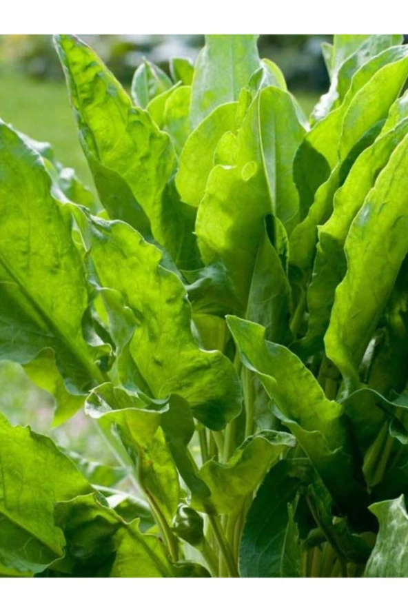 ERDEM GARDEN Doğal Ekşili Ot Kuzukulağı Yeşil Sebze Tohumu 1000 Ad. Yerli Tohum ürün görseli