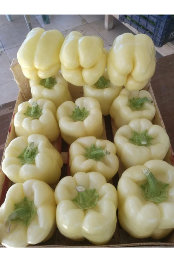 ERDEM GARDEN Doğal Beyaz Dolma Biberi Sebze Tohumu 100 Ad. Yerli Tohum ürün görseli