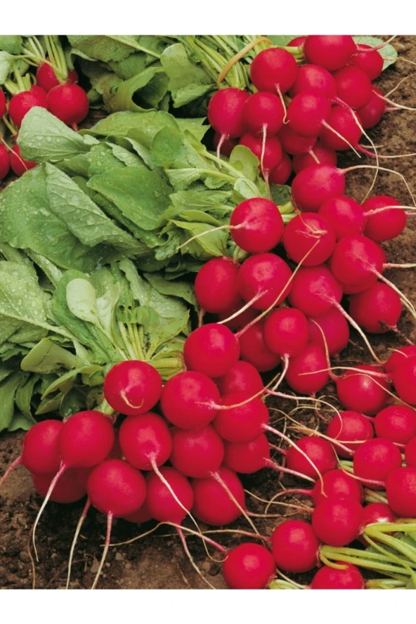 ERDEM GARDEN Doğal Ufak Çeri Antep Turpu Sebze Tohumu 100 Ad. Yerli Tohum ürün görseli