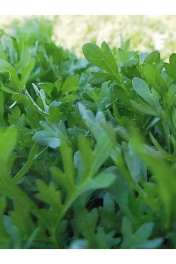 ERDEM GARDEN Doğal Yeşillik Kıl Tere Sebze Tohumu 1000 Ad. Yerli Tohum ürün görseli