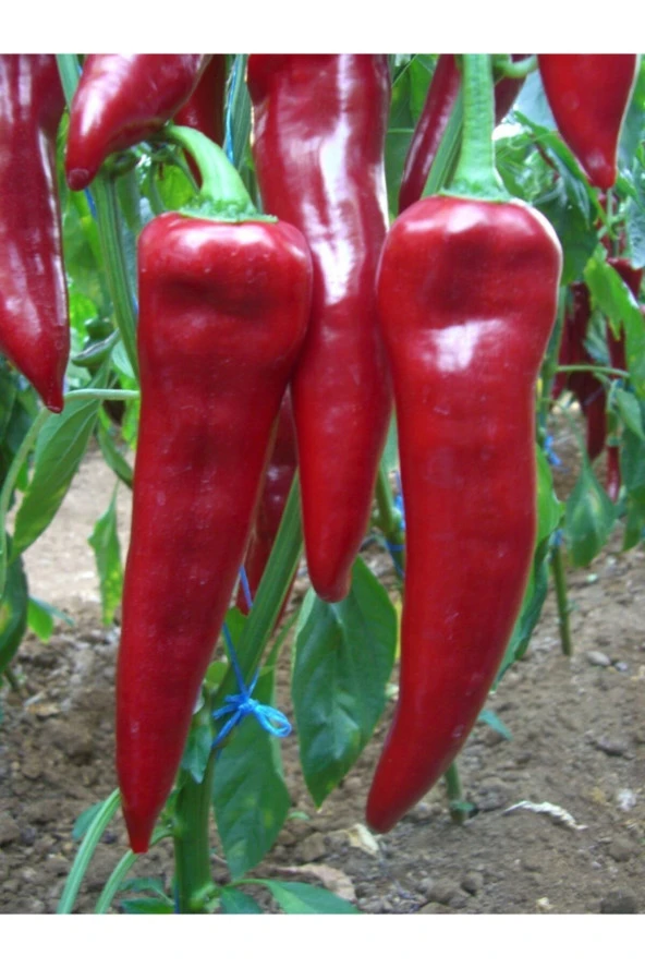 ERDEM GARDEN Doğal Yerli Kapya Biberi Sebze Tohumu Akgen 100 Ad. Tohum ürün görseli