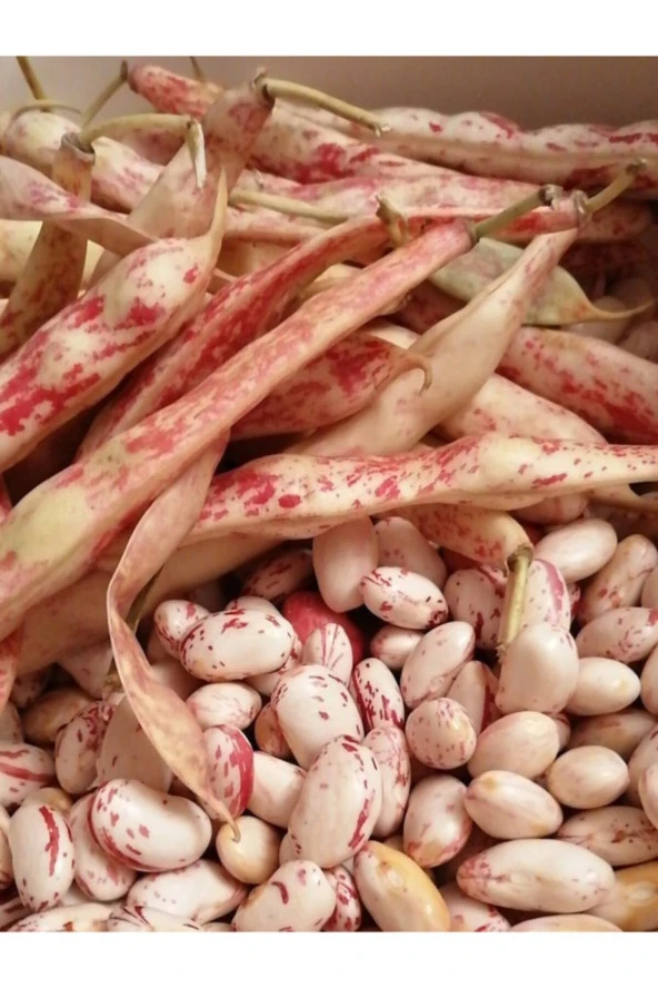 ERDEM GARDEN Doğal Oturak Barbunya Sebze Tohumu 30 Adet Yerli Tohum ürün görseli