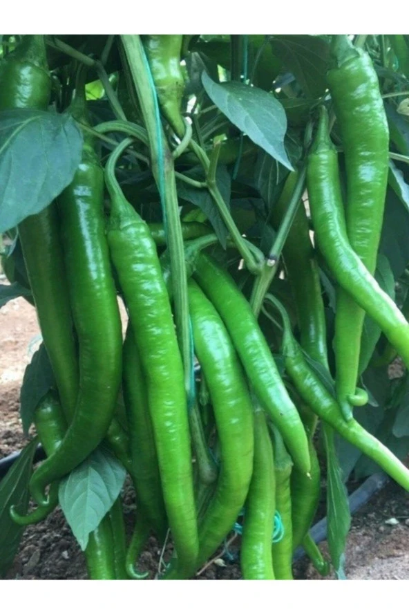 ERDEM GARDEN Doğal Acı Sivri Sera Demre Biberi Sebze Tohumu 100 Ad. Yerli Tohum ürün görseli