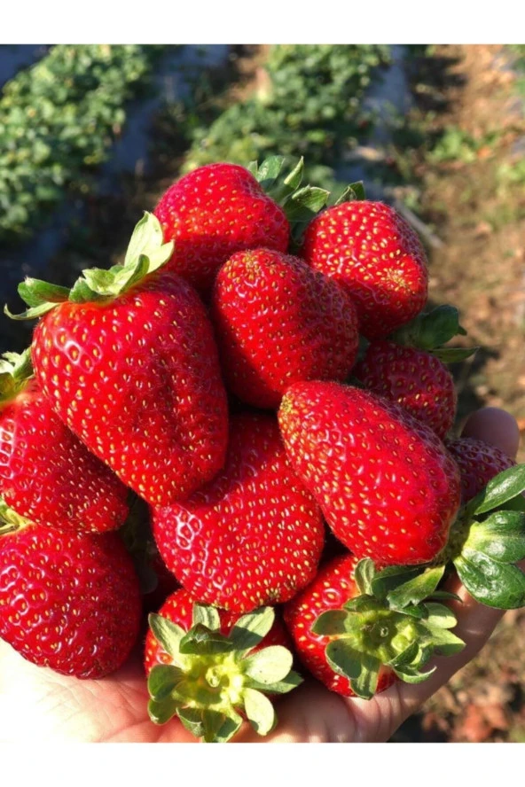 ERDEM GARDEN Doğal Yediveren Anadolu Çileği Tohumu 100 Ad. Yerli Tohum ürün görseli