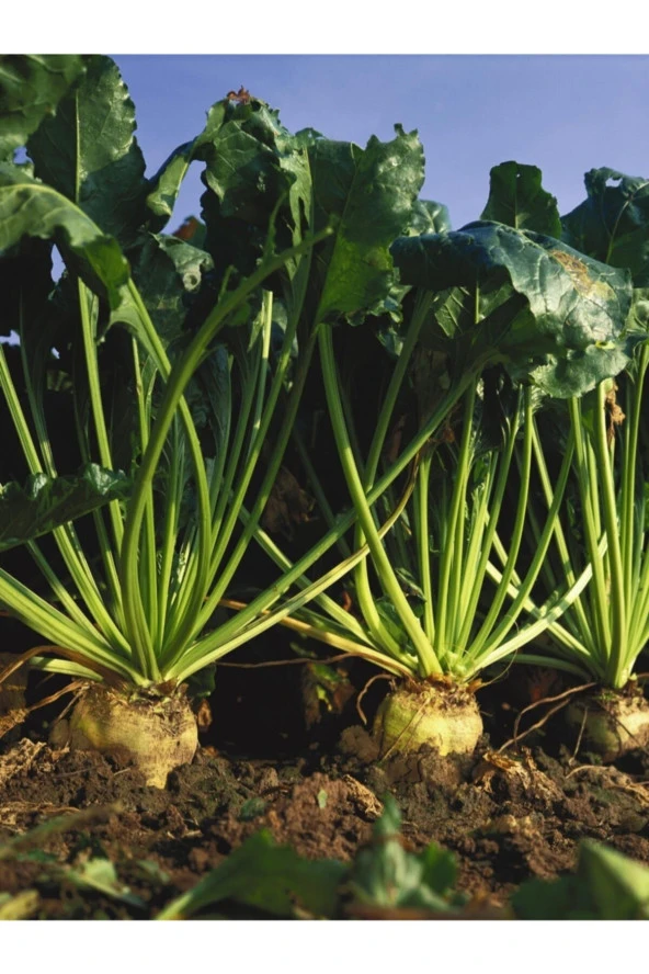 ERDEM GARDEN Doğal Anadolu Şekerpancarı Tohumu 100 Ad. Tohum ürün görseli