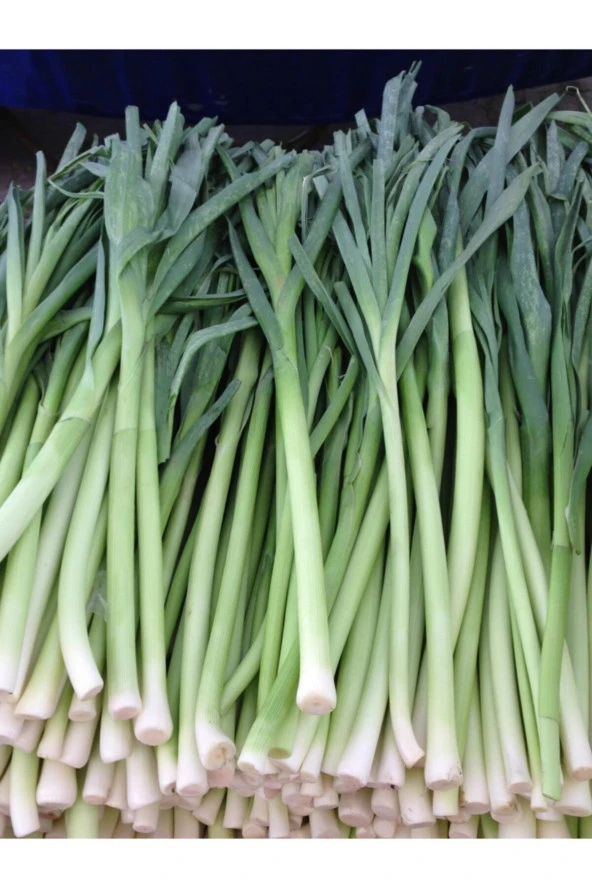 ERDEM GARDEN Yerli Doğal Pırasa Tohumu Uzunbilek 100 Ad. Tohum ürün görseli