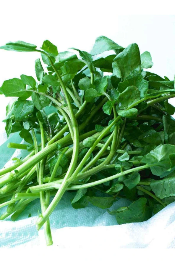 ERDEM GARDEN Doğal Yeşillik Geniş Tere Sebze Tohumu 1000 Ad. Yerli Tohum ürün görseli