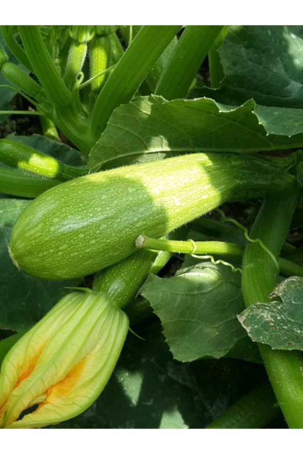 ERDEM GARDEN Doğal Ampul Tipli Antep Kabağı Ata Sebze Tohumu 20 Ad. Yerli Tohum