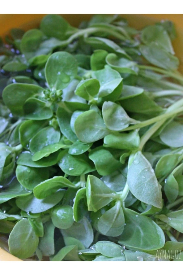 ERDEM GARDEN Doğal Anadolu Semizotu Sebze Tohumu 1000 Ad. Yerli Tohum ürün görseli