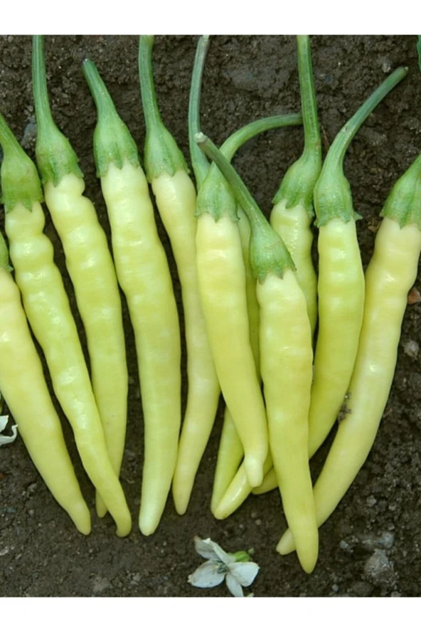 ERDEM GARDEN Doğal Turşuluk Acı Süs Biberi Sarı Ston Sebze Tohumu 100 Ad. Yerli Tohum ürün görseli