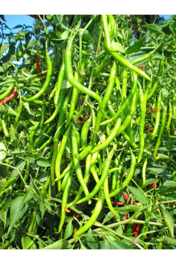 ERDEM GARDEN Doğal Sivri Biber Sebze Tohumu Tatlı Kıl 100 Ad. Yerli Tohum ürün görseli