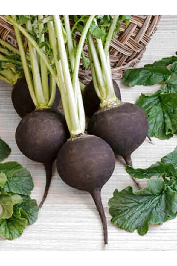 ERDEM GARDEN Doğal Siyah Turp Sebze Tohumu Akın 100 Ad. Yerli Tohum ürün görseli