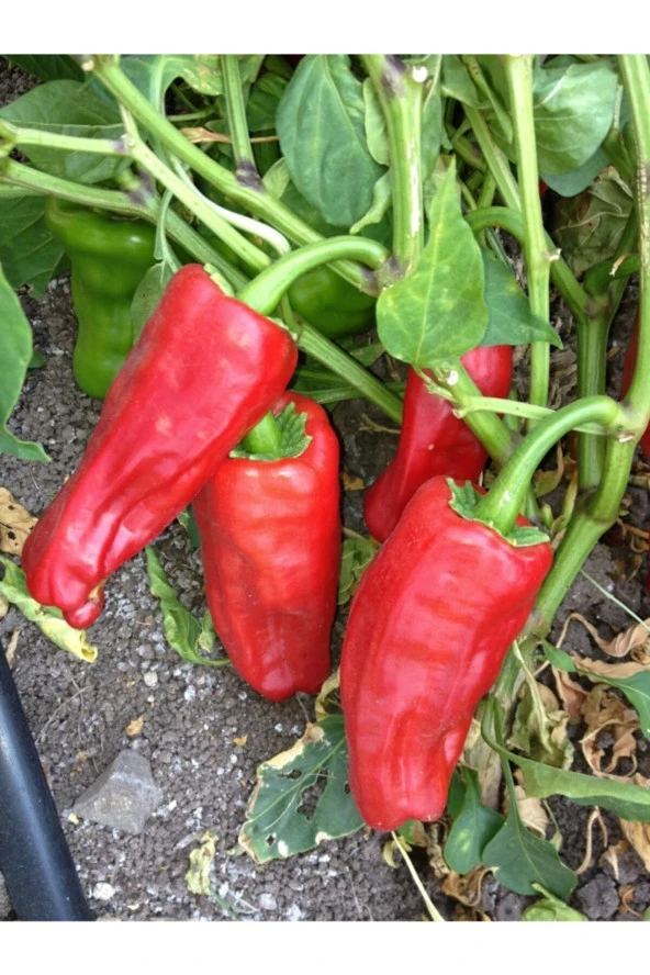 ERDEM GARDEN Doğal Meşhur Urfa Biberi Sebze Tohumu Isot 100 Ad. Yerli Tohum ürün görseli