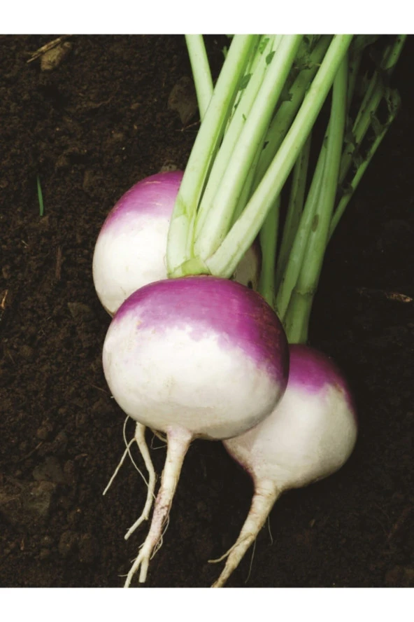 ERDEM GARDEN Doğal Şalgam Turpu Turp Tohumu 100 Ad. Yerli Tohum ürün görseli