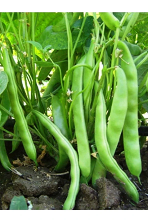 ERDEM GARDEN Doğal Yeşil Sırık Fasulye Alman Ayşe (NİRAN) Sebze Tohumu 50 Ad. Yerli Tohum ürün görseli