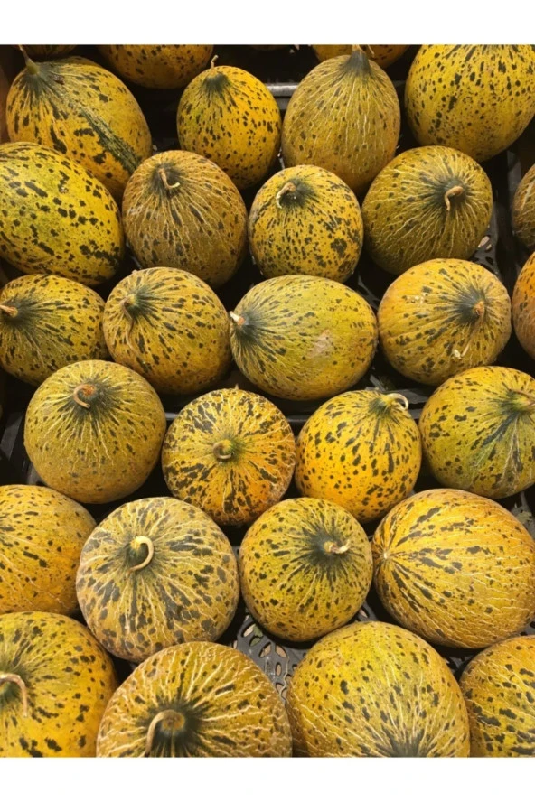 ERDEM GARDEN Doğal Kışlık Kavun Kırkağaç (637) 100 Ad. Yerli Tohum ürün görseli