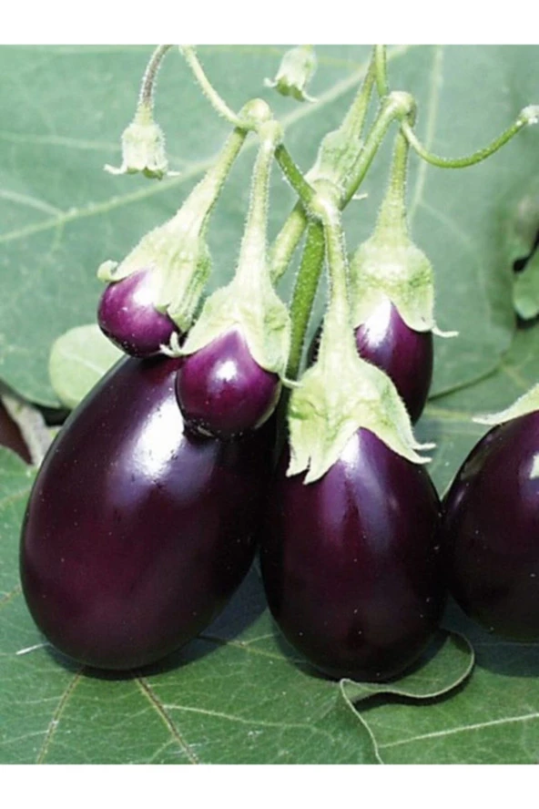 ERDEM GARDEN Doğal Patlıcan Adana Dolma Sebze Tohumu 100 Ad. Yerli Tohum ürün görseli