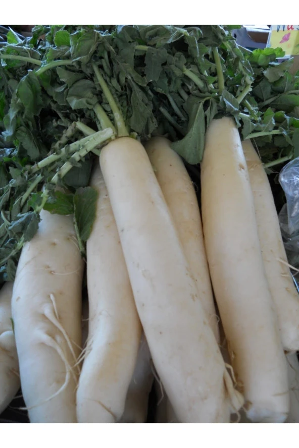 ERDEM GARDEN Doğal Japon Turpu Kök Sebze Tohumu 100 Ad. Yerli Tohum ürün görseli