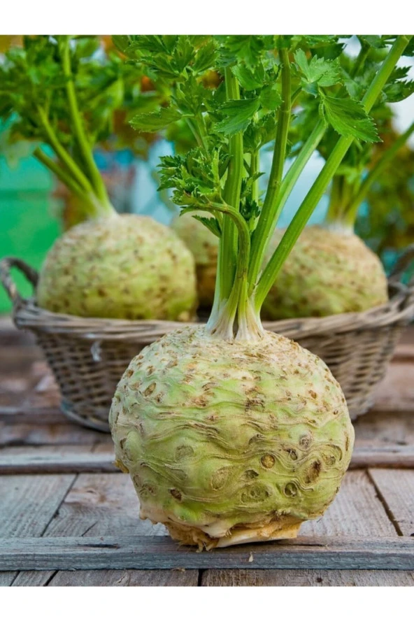 ERDEM GARDEN Doğal Anadolu Kök Kerevizi Sebze Tohumu 100 Ad. Yerli Tohum ürün görseli