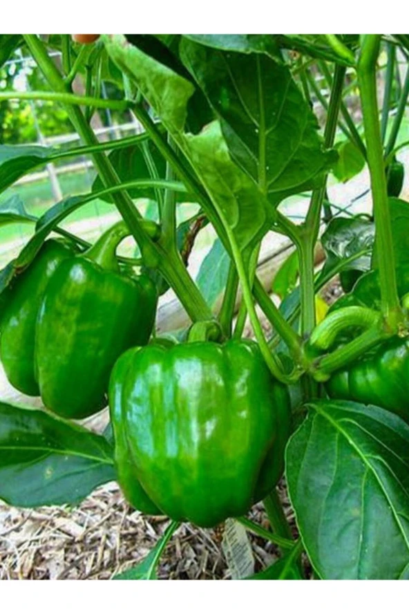 ERDEM GARDEN Doğal Antep Dolma Biberi Canan Sebze Tohumu 100 Ad. Yerli Tohum ürün görseli