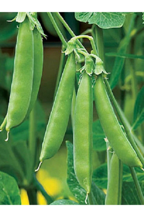 ERDEM GARDEN Doğal Bezelye Sebze Tohumu 50 Ad. Yerli Tohum ürün görseli