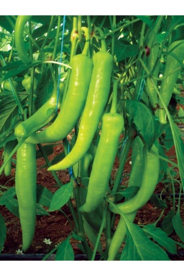 ERDEM GARDEN Doğal Sivri Tatlı Biber Sebze Tohumu Yalova Çarliston 100 Ad. Yerli Tohum ürün görseli