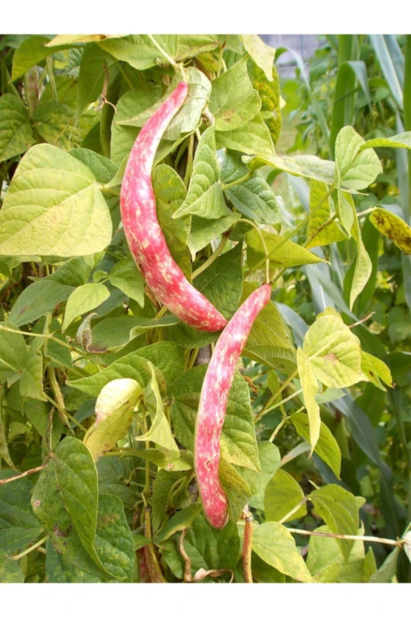 ERDEM GARDEN Doğal Sırık Barbunya Sebze Tohumu 20 Ad. Yerli Tohum ürün görseli