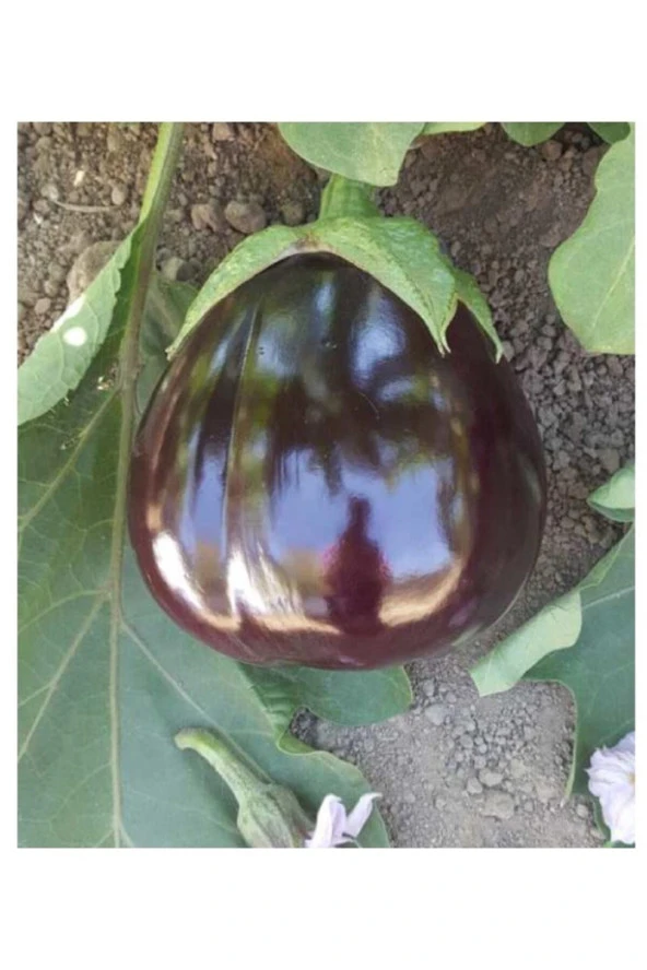 AGRODAL TOHUM Ata Tohumu Yöresel Yerli Doğal Topak Patlıcan Tohumu 100 Adet Tohum ürün görseli