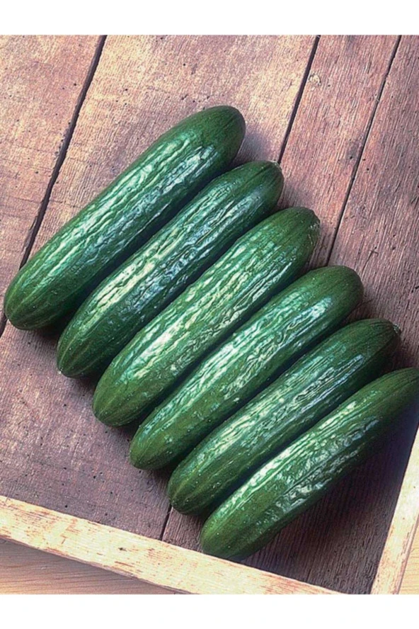 ERDEM GARDEN Doğal Hıyar Yeşil Sebze Tohumu Beith Alpha Tipi 100 Ad. Yerli Tohum ürün görseli