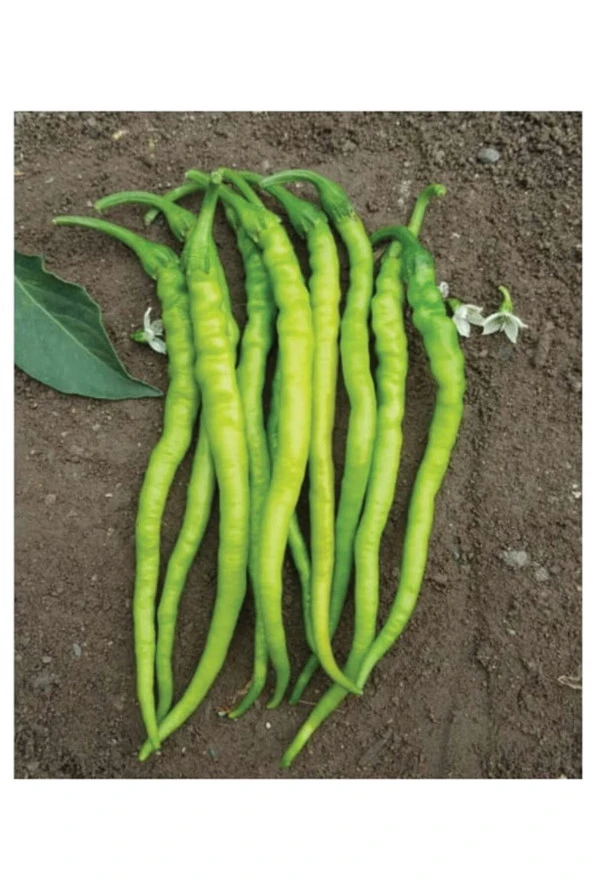 AGRODAL TARIM Ata Tohumu Yerli Doğal Sivri Biber Acı Kıl 100 Adet Tohum ürün görseli