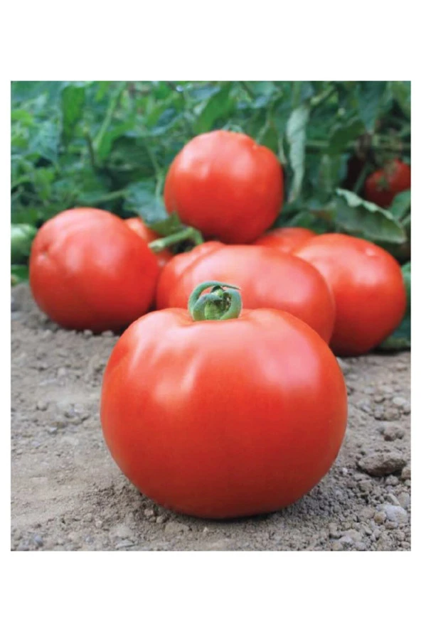 AGRODAL TARIM Ata Tohumu Yerli Oturak Sofralık Iri Domates 100 Adet Doğal Tohum ürün görseli