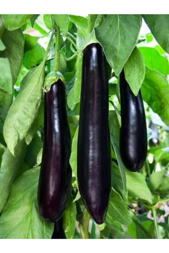 ERDEM GARDEN Doğal Patlıcan Meşhur Aydın Siyahı Sebze Tohumu 100 Ad. Yerli Tohum ürün görseli